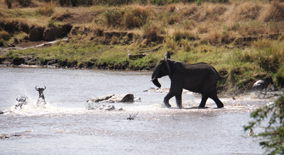 A grumpy elephant tries to block the crossing., Wildebeest, Tanzania 2016 - Mara River
